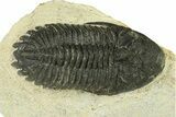 Bargain, Hollardops Trilobite Fossil - Ofaten, Morocco #287483-3